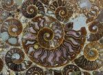 Plate Made Of Agatized Ammonite Fossils #57727-1